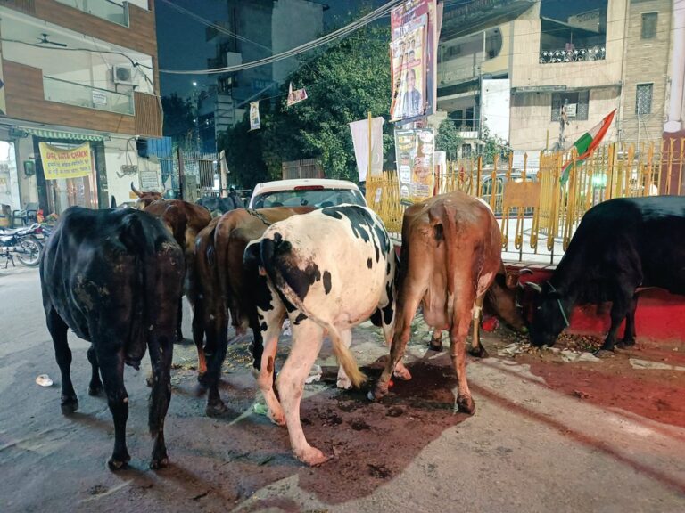 Stray Cow Menace: PIL Accuses Delhi Civic Authorities of Turning Blind Eye to Organized Syndicate