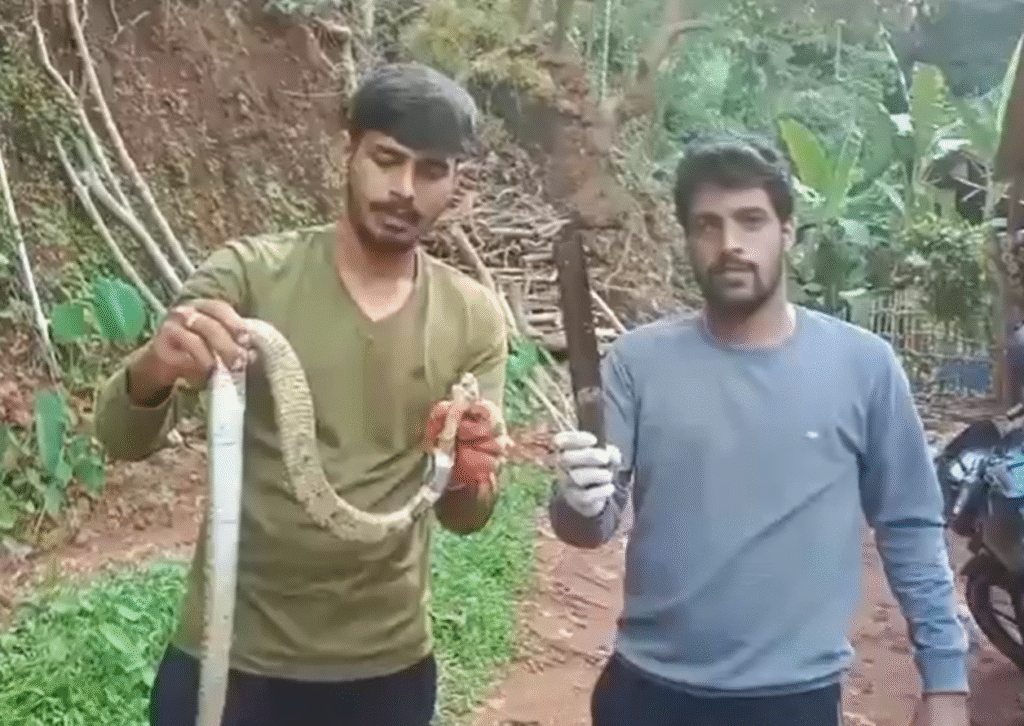 Karnataka | A Serpent's Sharp Mistake: Cobra Ingests Knife in Bizarre Incident A Serpent's Sharp Mistake: Cobra Ingests Knife in Bizarre Incident
