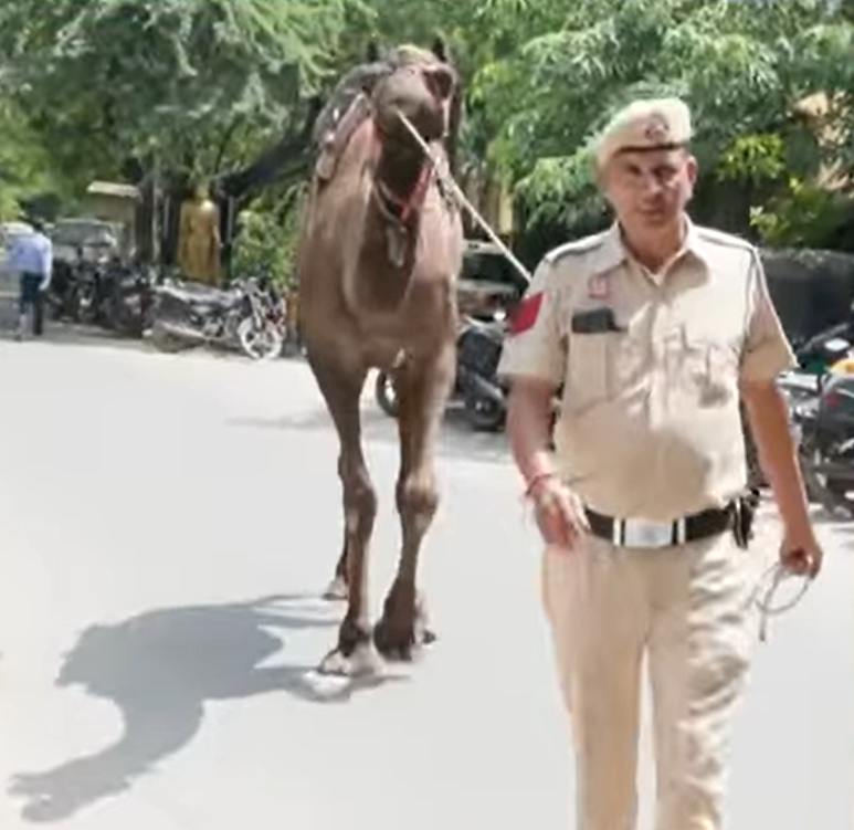 Delhi Police Busts Liquor Smuggling Racket Using Camels, Five Arrested with 42 Cartons of Illegal Alcohol from Faridabad to Neb Sarai Delhi Police Busts Liquor Smuggling Racket Using Camels, Five Arrested with 42 Cartons of Illegal Alcohol from Faridabad to Neb Sarai