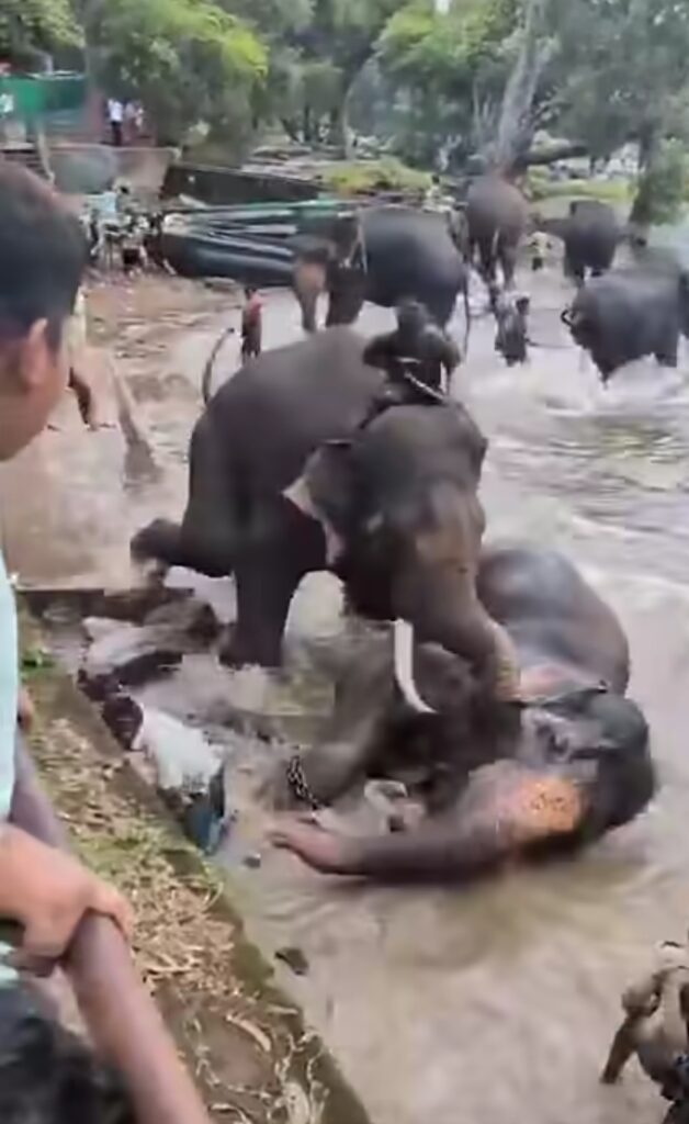 Chennai Woman Killed After Being Trampled by Dasara Elephant ‘Kanjan’ at Dubare Elephant Camp in Kodagu